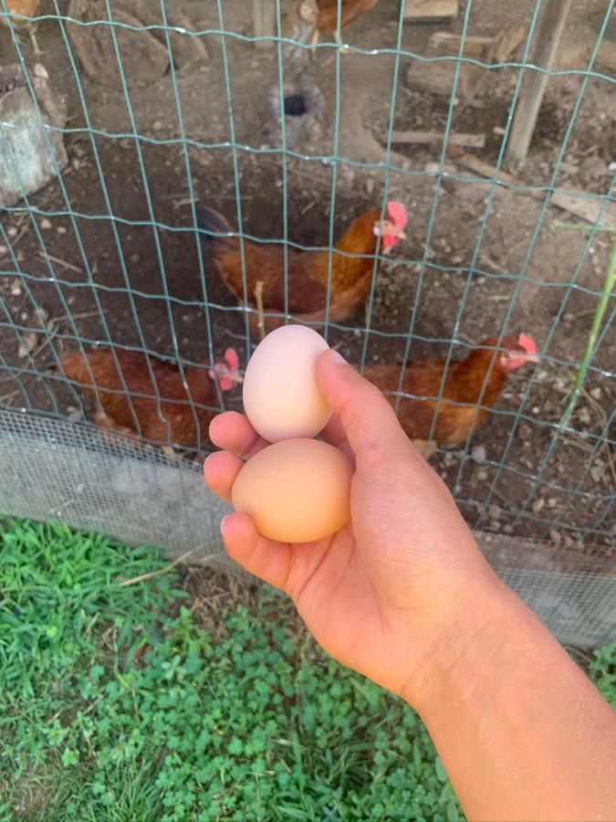 Appartamento A Casa Amarela Pinheiro de Coja Esterno foto