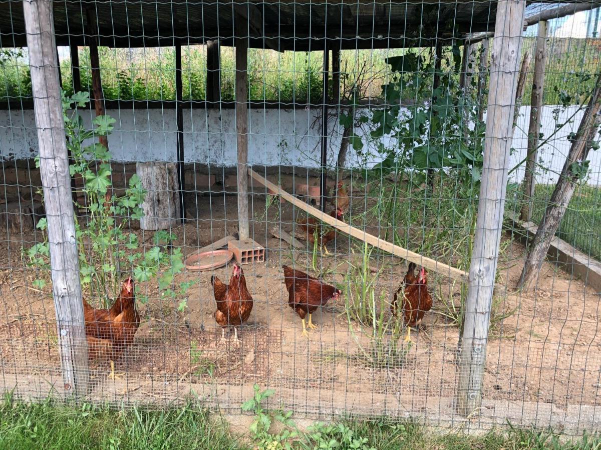 Appartamento A Casa Amarela Pinheiro de Coja Esterno foto